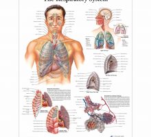 Poster dišnog sustava u boji