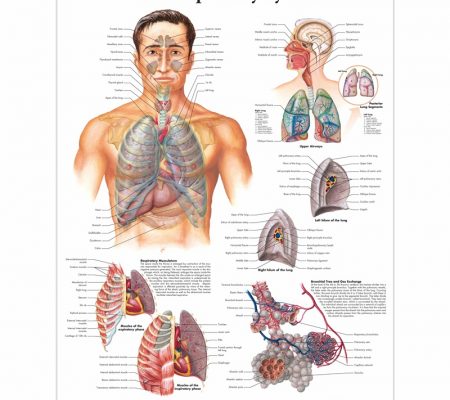 Poster - dišni sustav