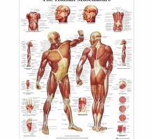 Poster ljudskog mišićnog sustava u boji