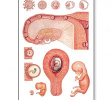 Zidni poster oplodnje i razvoja embrija