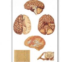Zidni poster središnjeg živčanog sustava u boji