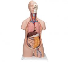 Torzo čovjeka na postolju, 12 dijelova