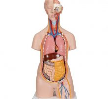 Torzo čovjeka na postolju, 14 dijelova