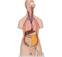 Torzo čovjeka na postolju, 18 dijelova
