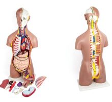 Unisex model torza s otvorenom kralježnicom